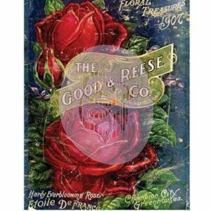 Decor Transfer 11"x14" - Etoile De France