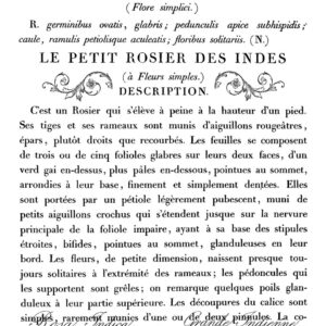 LE PETIT ROSIER 24X33 DECOR TRANSFER™