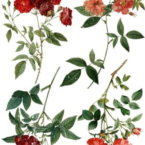 REDOUTE 4 24X33 DECOR TRANSFER™