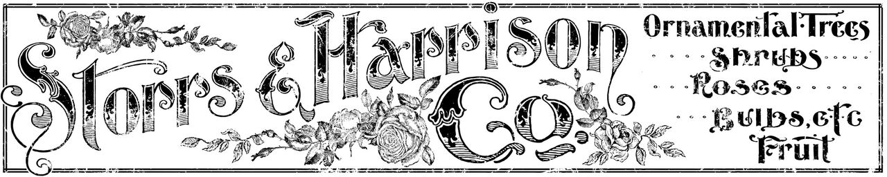STORRS AND HARRISON 12X60 DECOR TRANSFER™