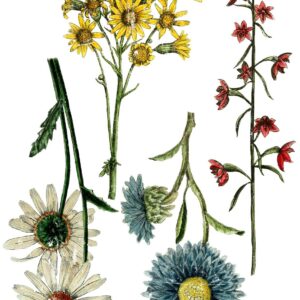 WILDFLOWER BOTANICALS 24X33 DECOR TRANSFER™
