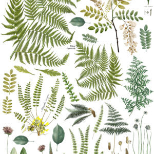 FRONDS BOTANICAL 24×33 DECOR TRANSFER™