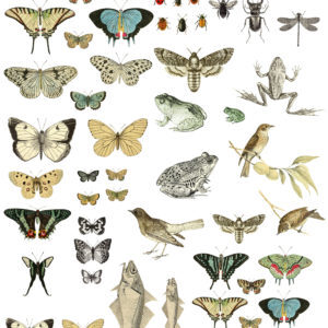 ENTOMOLOGY ETCETERA 24×33 DECOR TRANSFER™