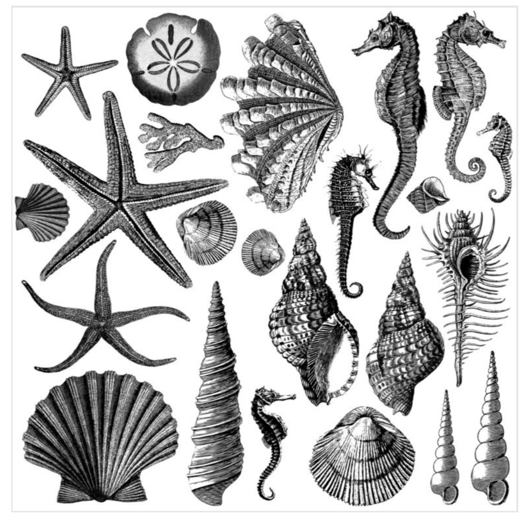 SEASHORE 12×12 IOD STAMP™