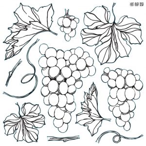 GRAPES 12×12 IOD STAMP™