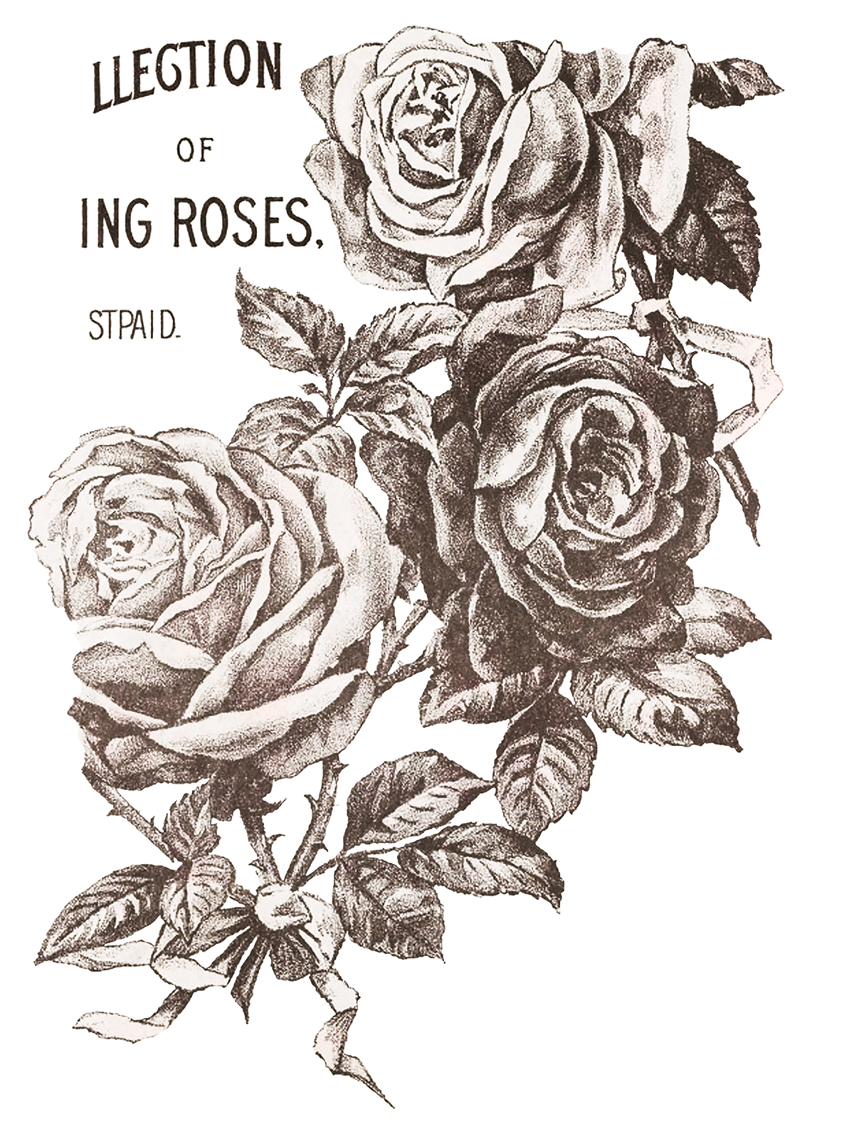 May's Roses IOD Transfer 12x16 Pad - Image 5